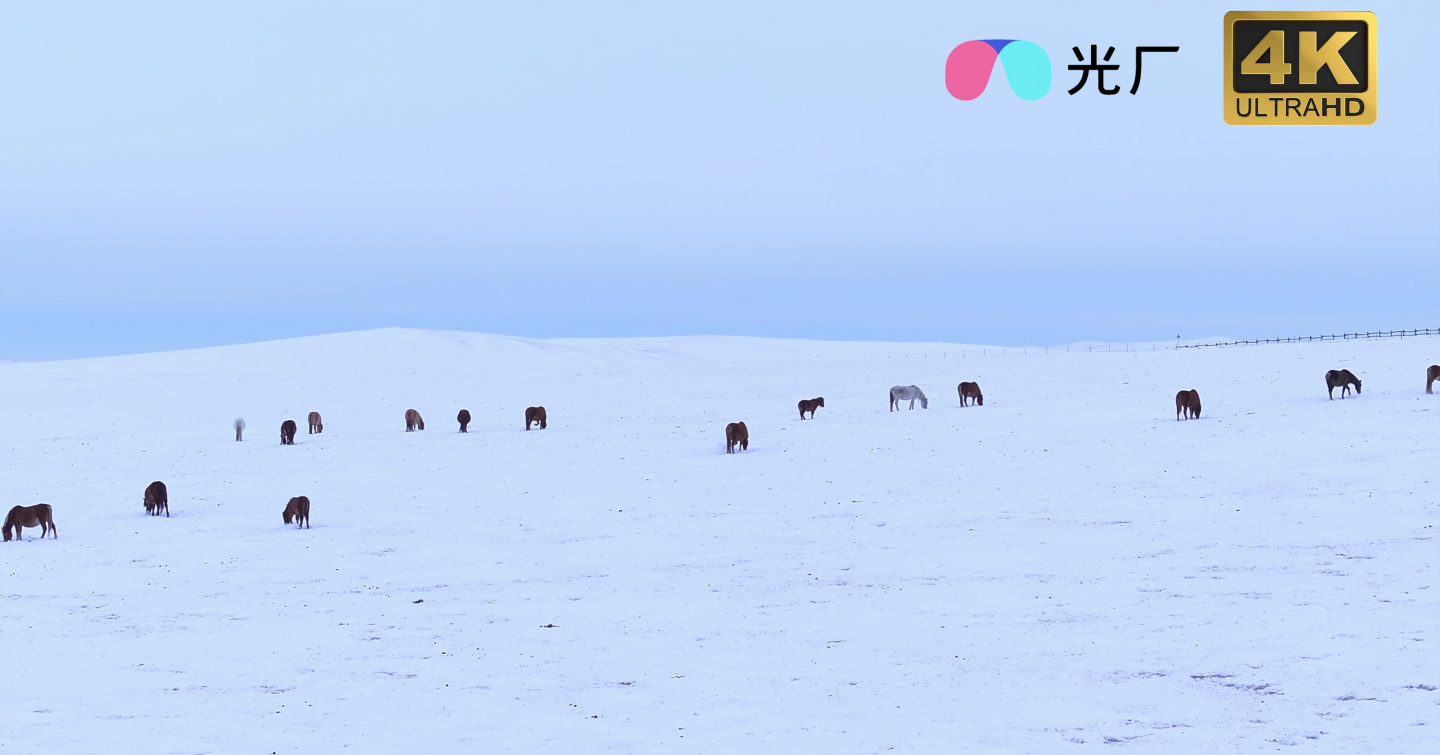 冬季冰天雪地里草原上的马群