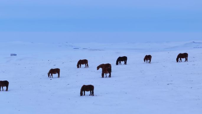 冬季冰天雪地里草原上的马群