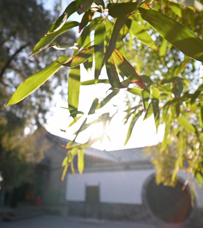 阳光下绿色竹子与古建筑背景
