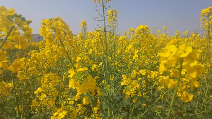 油菜花唯美视频