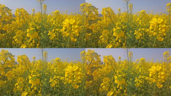 油菜花唯美视频