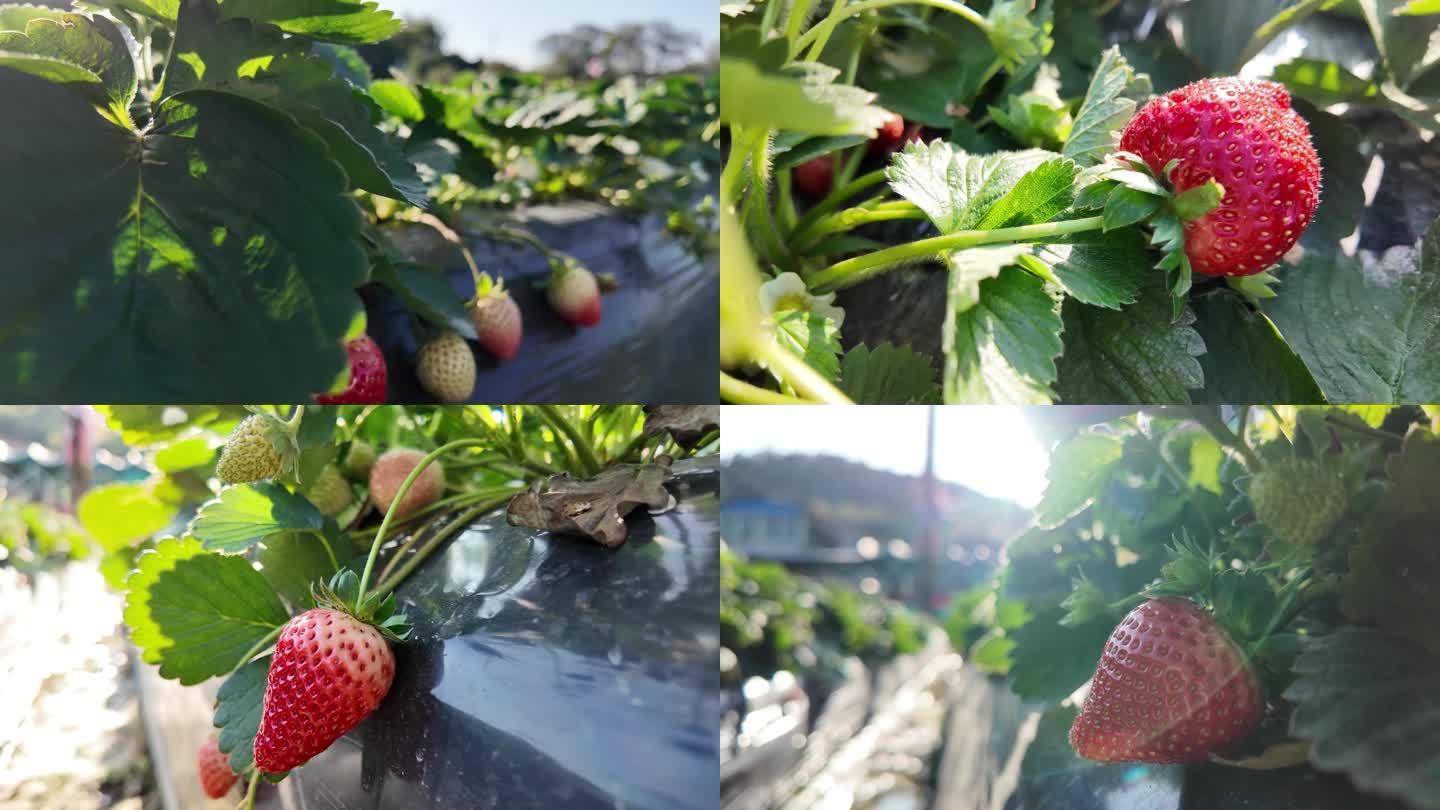 草莓园草莓特写9
