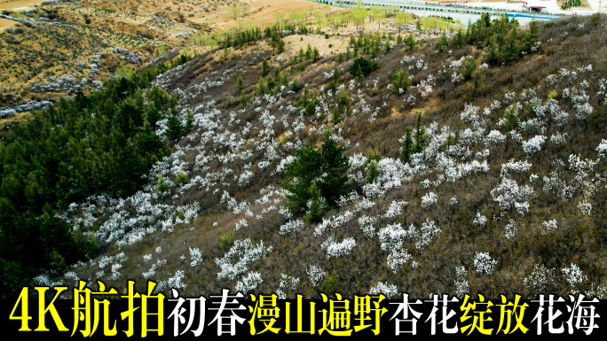 航拍初春漫山遍野的杏花白色花海