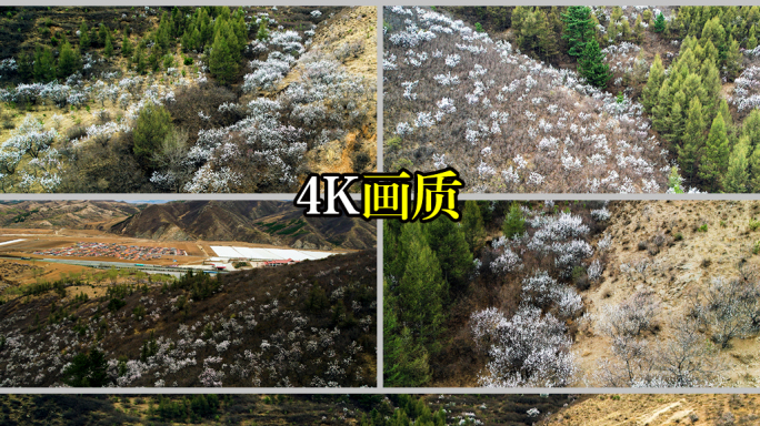 航拍初春漫山遍野的杏花白色花海