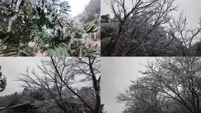 雾凇 冰冻天气 冻雨 下雪