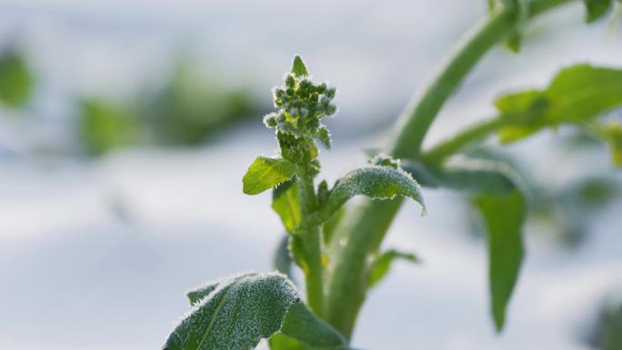 4K雪地油菜花瑞雪兆丰年