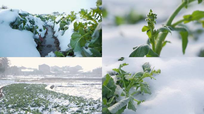 4K雪地油菜花瑞雪兆丰年