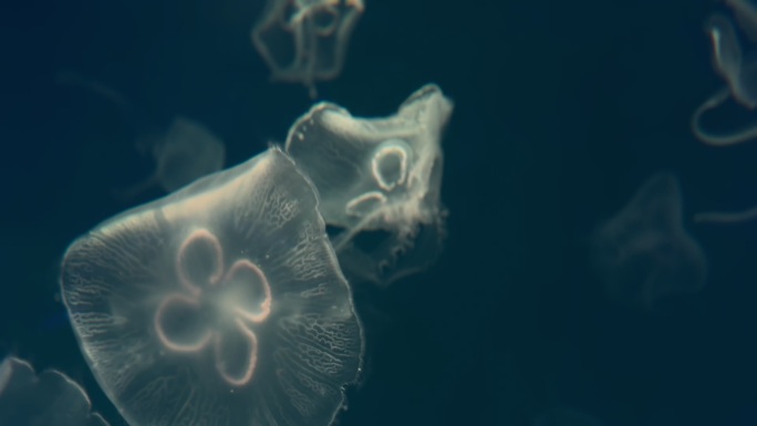 水母在海中自在的游动