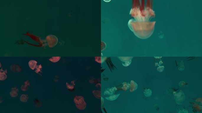 水母在大海中自在的游动