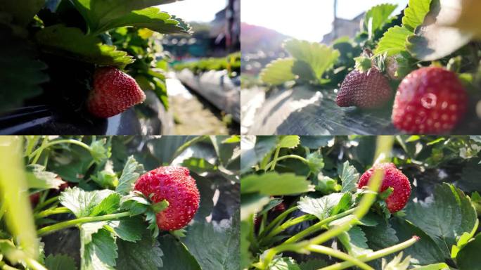 草莓园草莓特写6