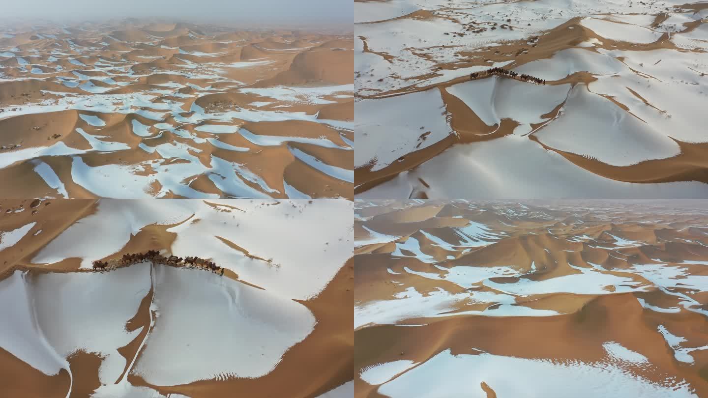 沙漠落雪 沙漠驼队（4K原始素材）