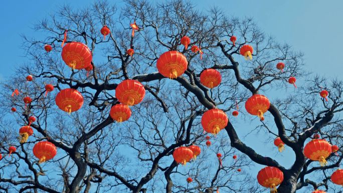 春节 新年 古树挂满灯笼 春回大地