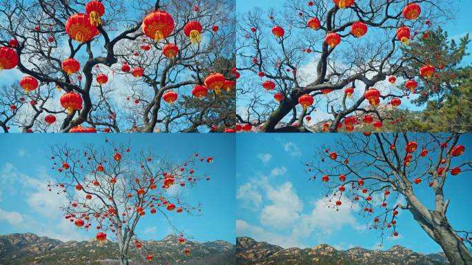 春节 新年 古树挂满灯笼 春回大地