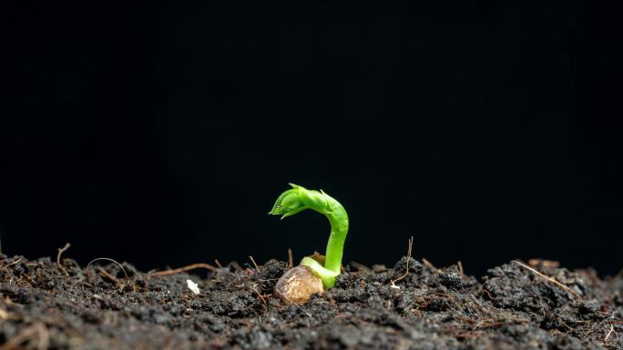 植物发芽生长延时