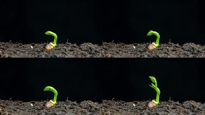 植物发芽生长延时