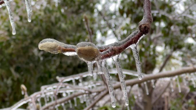 冰凌大全 冰雪梅花