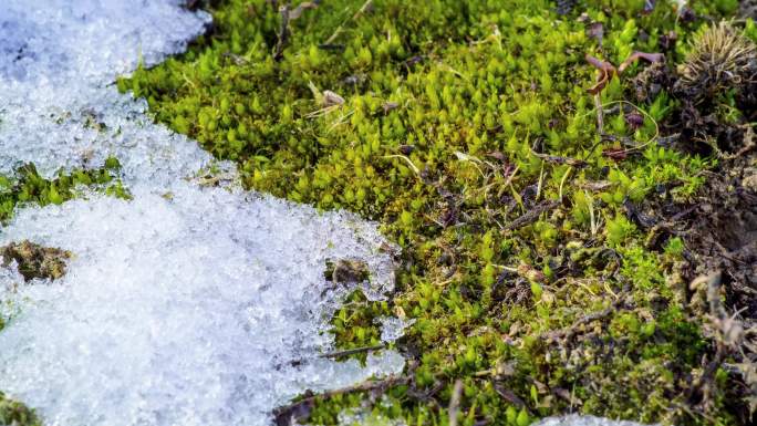 冰雪融化露出苔藓延时