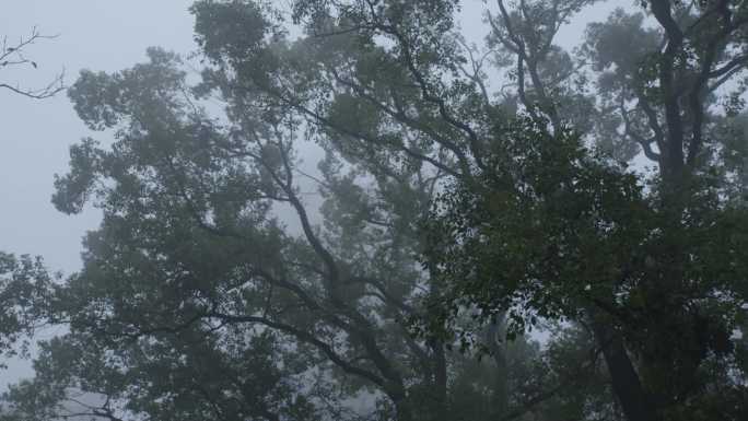 雾中大树