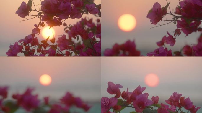 日落海边的三角梅盛开的花朵
