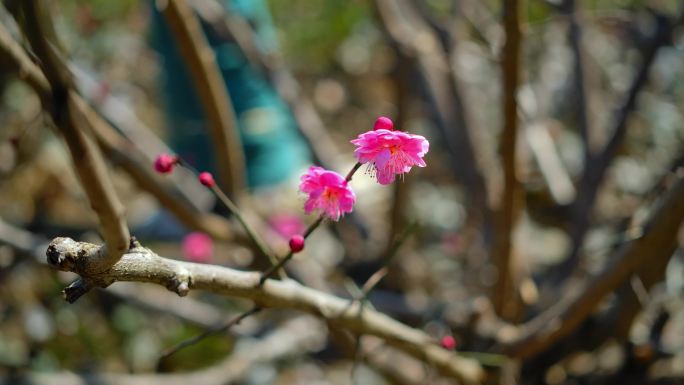 一组梅花