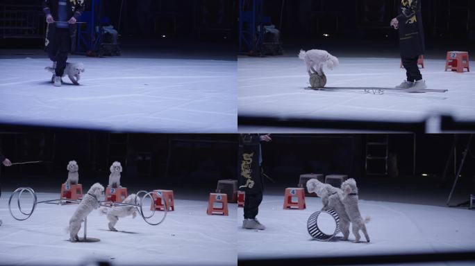马戏团杂技表演动物宠物小狗跳圈训狗