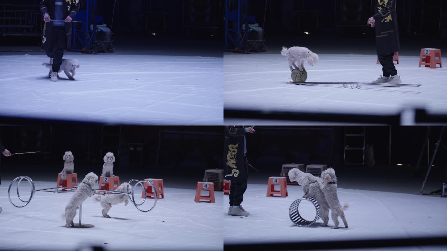 马戏团杂技表演动物宠物小狗跳圈训狗