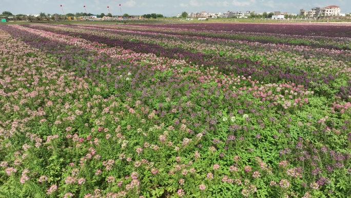 潮州溪东农旅红豆草花海