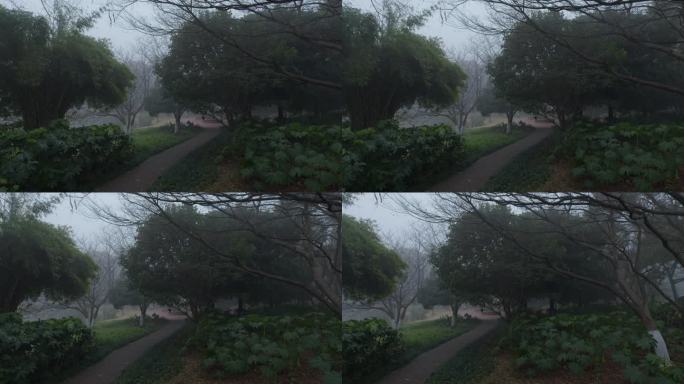 雾中公园树木绿荫