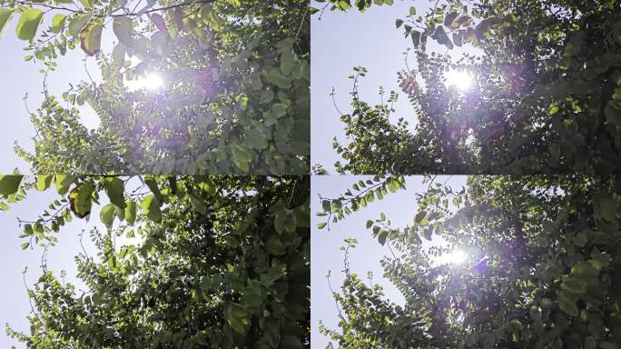 夏天阳光透过树叶照下来唯美空镜头 HDR