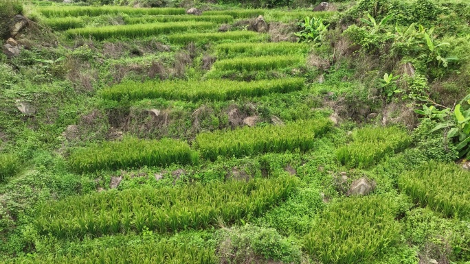 朵朵稻田航拍