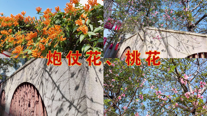 围墙内桃花 炮仗花 春天桃花