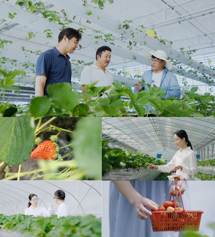 乡村振兴现代农业草莓种植