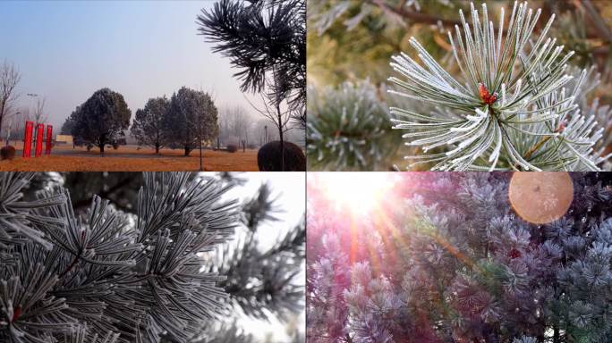 光厂 5.7K 雾凇 松树 冬季 树挂