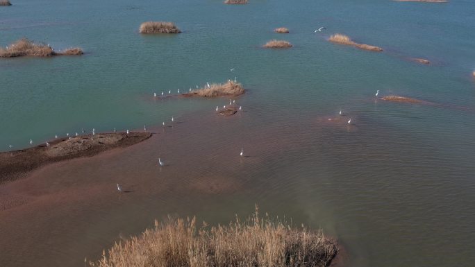 航拍4k大自然流水风景树林飞鸟