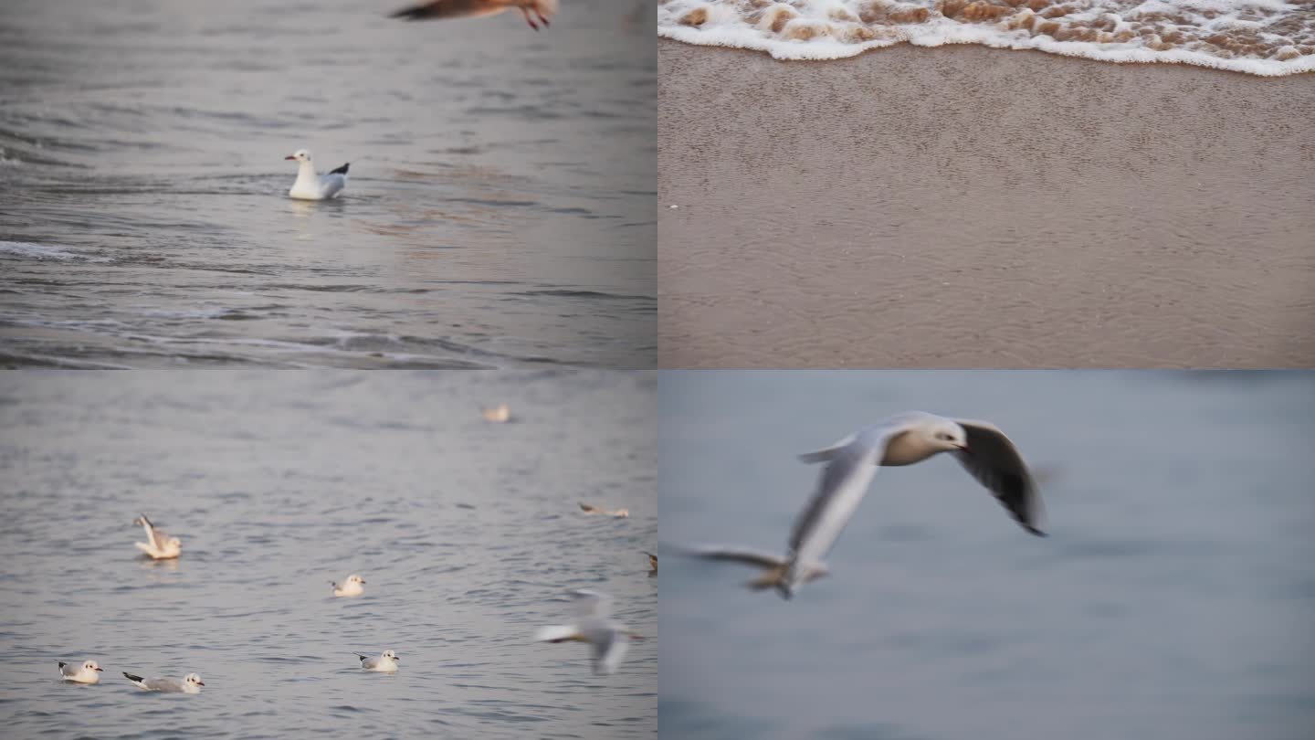 实拍大海 海鸥飞翔素材