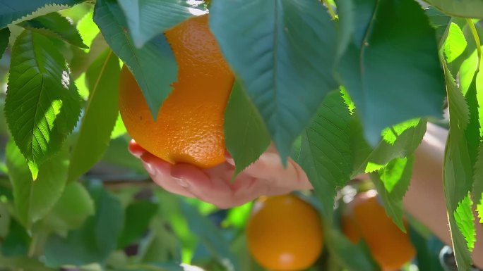 一只手从树枝上摘了一个可口的橘子