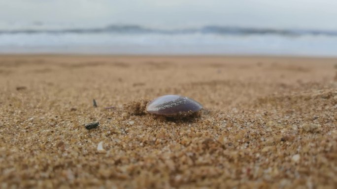 沙滩贝壳