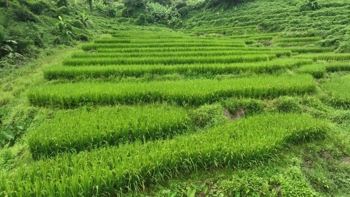 绿油油梯田