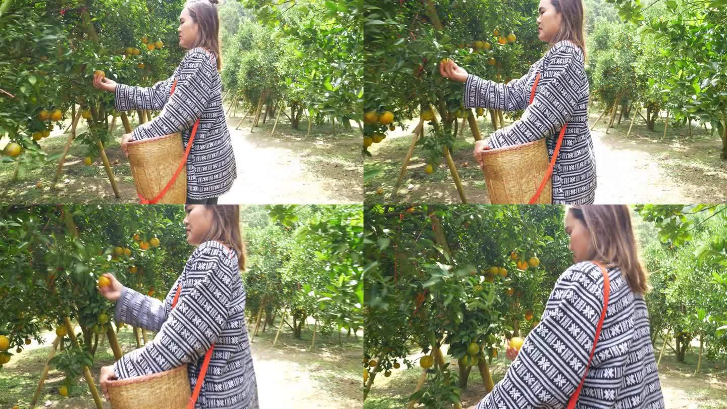 一位妇女提着篮子在桔子园里摘桔子。