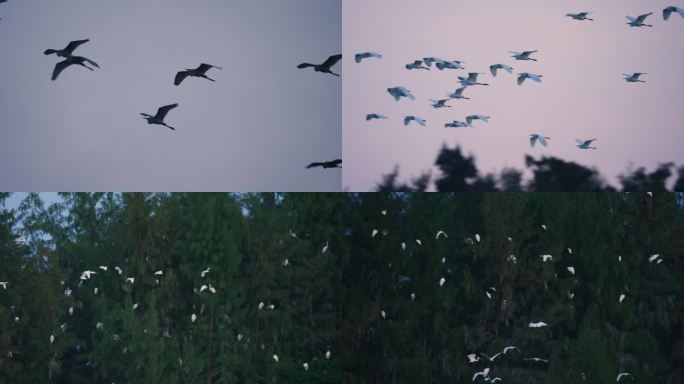 百鸟归巢-高速摄影
