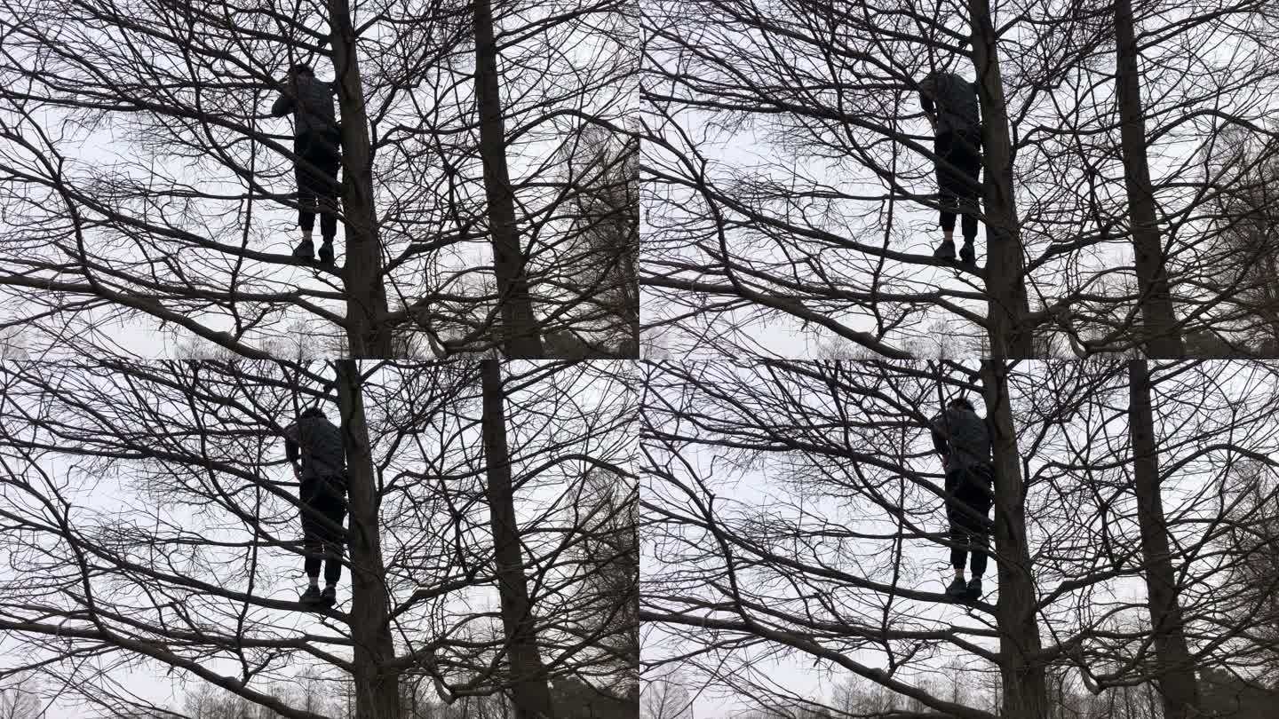4K原创 爬到树上的人