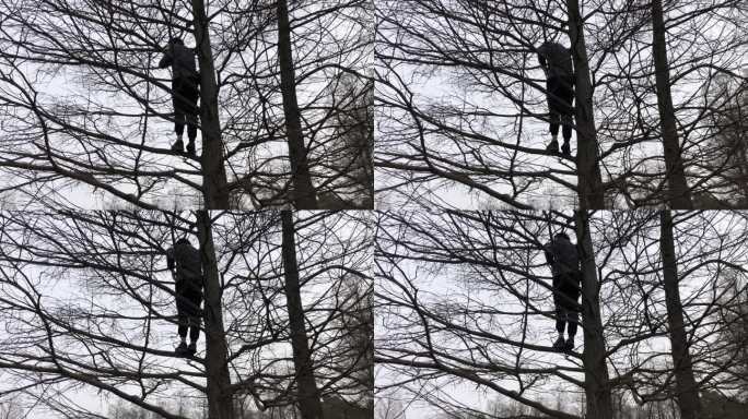 4K原创 爬到树上的人