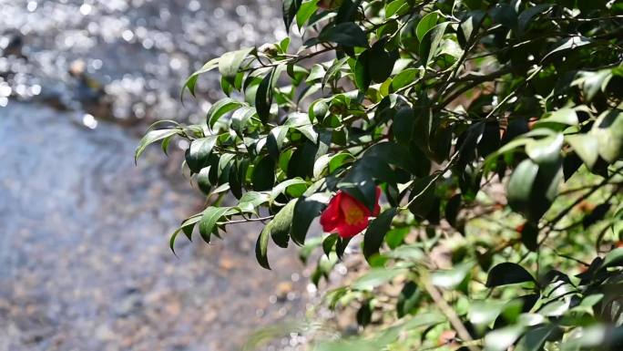 春天山茶花与溪流空镜