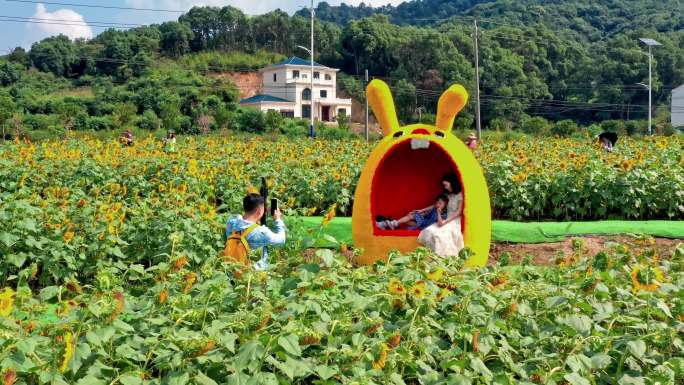 岳阳麻布山向日葵花园