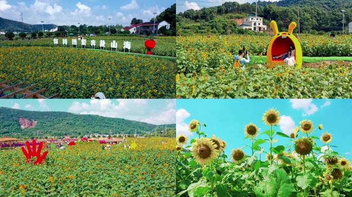 岳阳麻布山向日葵花园