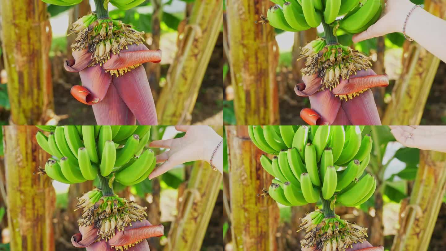 女人抚摸着一串香蕉，香蕉下面盛开着美丽的花蕾