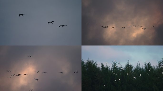 白鹭归巢-高速摄影