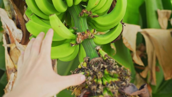 人手里拿着长在树上的绿色生香蕉，视角