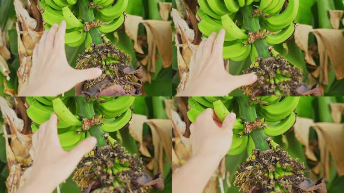 人手里拿着长在树上的绿色生香蕉，视角