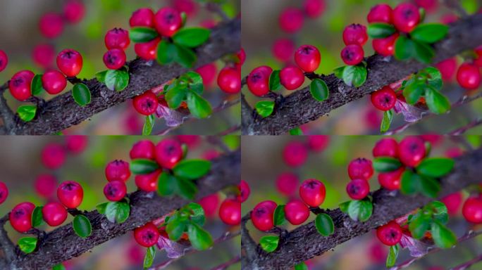 特写镜头。亮粉色的棉花果实在树枝上。花园里的观赏灌木。